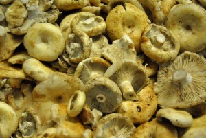 Funghi freschi  